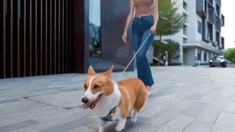 PatiHav™ 2’si 1 Arada Akıllı Köpek Göğüs Tasması + Entegre Kayış